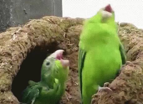 funny bird gif|laughing bird gif.